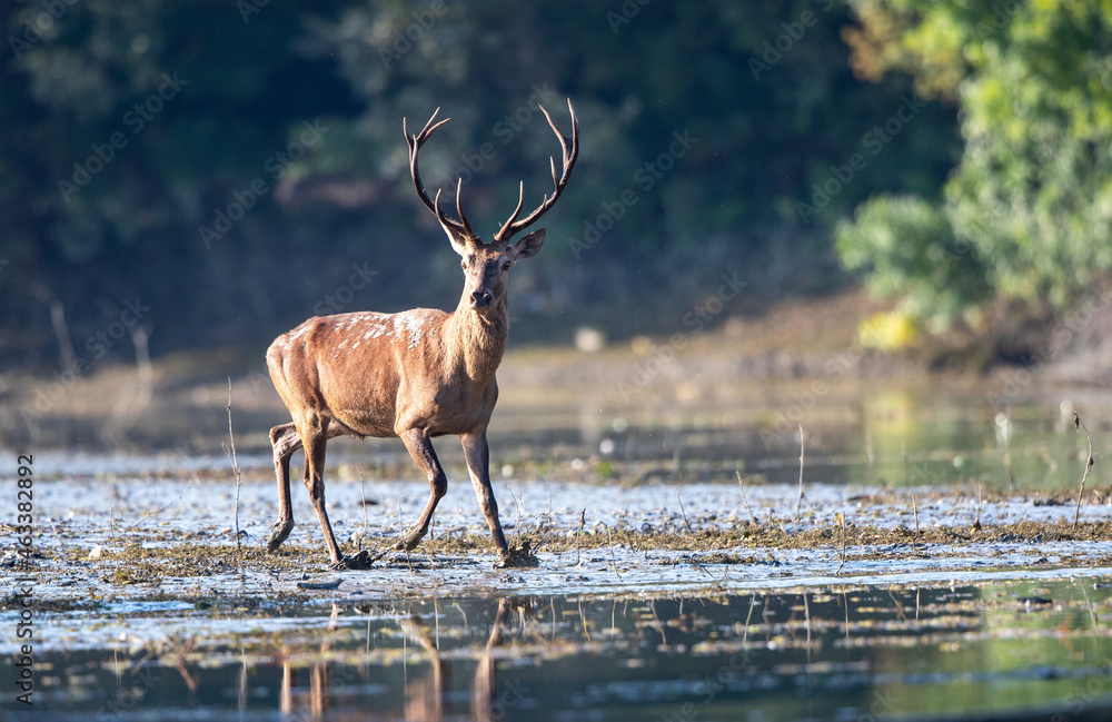 Red deer with antlers standing in water in forest