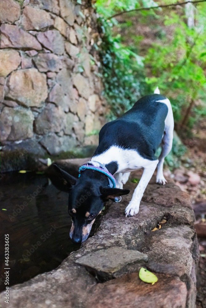Jack Russel Breed Dog, Drinking water from source de la sainte baume. Jack Russel Breed Dog, Drinking water from source de la sainte baume.