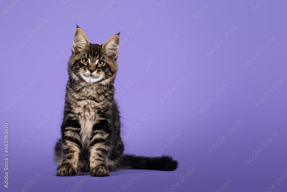 Fototapeta premium Cool tabby Maine Coon cat kitten, sitting facing front. Looking towards camera. Isolated on a purple background.
