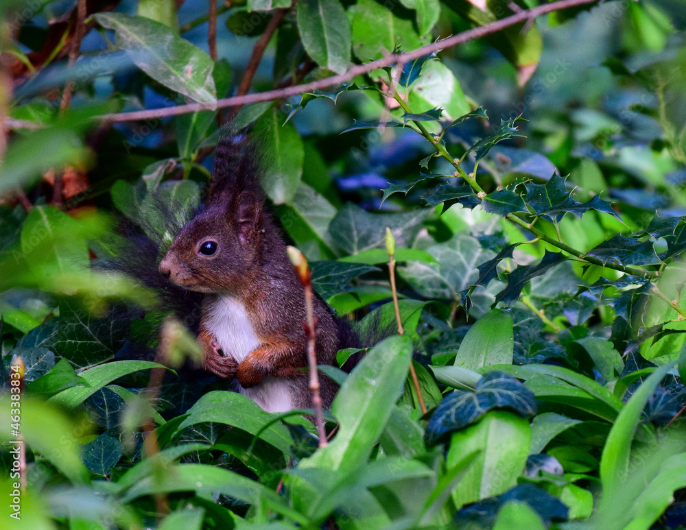 squirrel in the park squirrel in the park