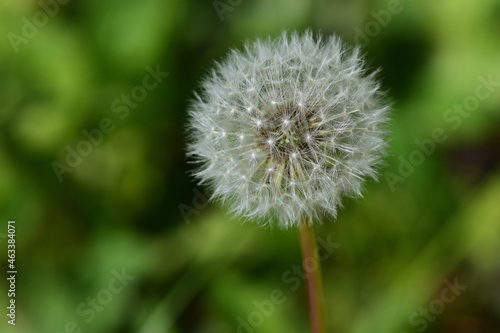 dandelion on green background