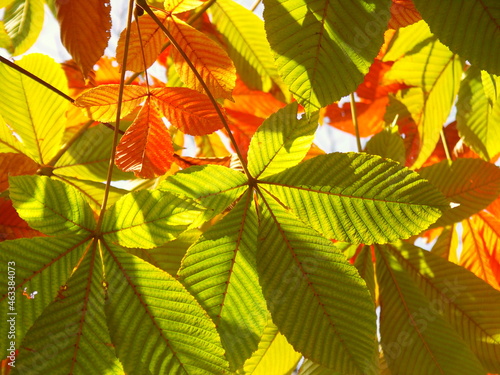 秋の色づき始めた栃の木の葉
