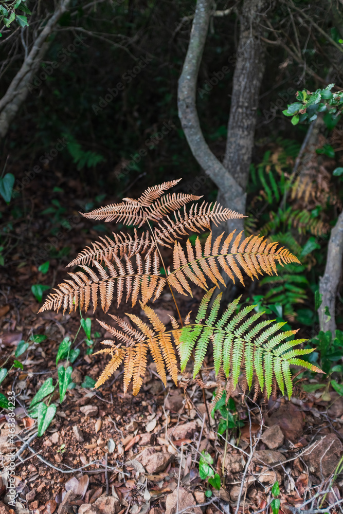 Obraz premium fern in the forest