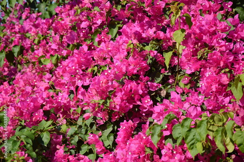 Beautiful and colorful bougainvillea flowers. Pink red bougainvillea bush and flowers.