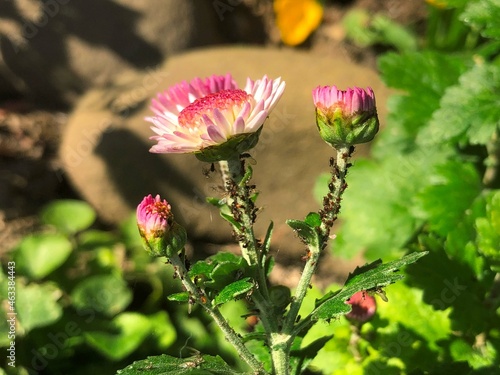 Aphids bugs on chrysanthemum flower photo