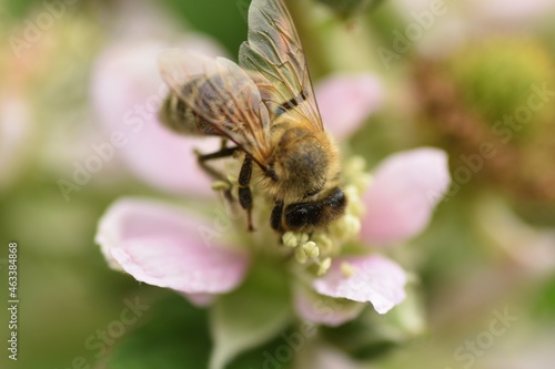 bee on a flower © Slawek M