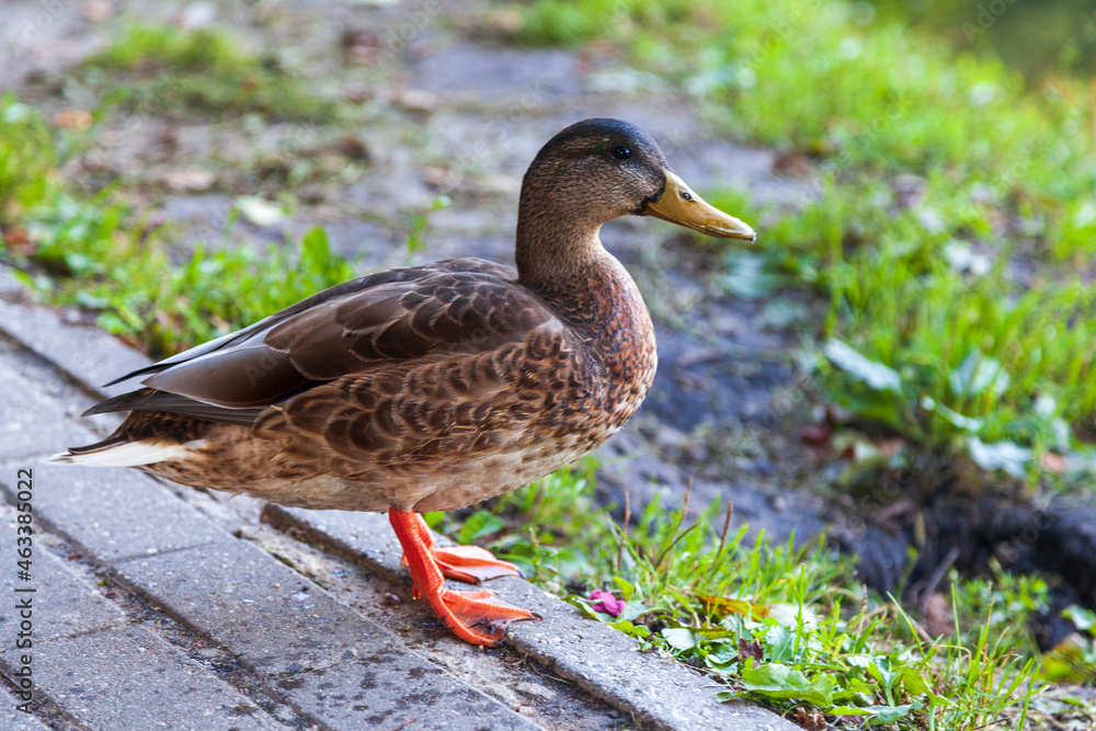 Close-up of a graceful drake on the lake, close-up of a duck in the wild. Close-up of a graceful drake on the lake, close-up of a duck in the wild.