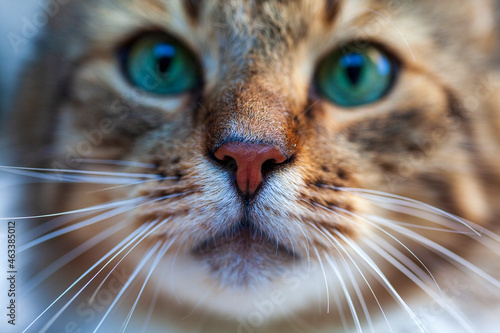 Handsome, serious, multi color cat close-up outdoor portrait