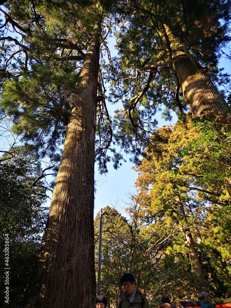 Fototapeta premium trees in the park in autumn
