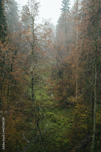 forest in fog