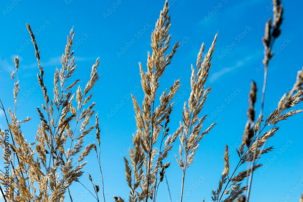 Obraz premium reed against blue sky