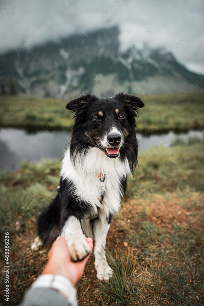 Alpine dog