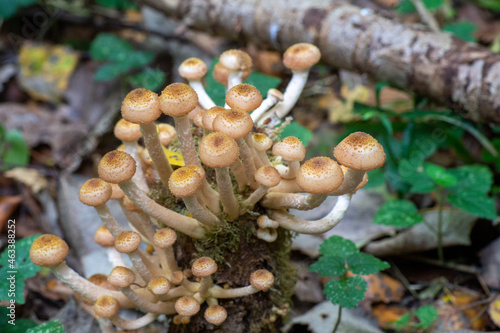 Clusters of small mushrooms  growing on a stump among moss with a bokeh effect. 