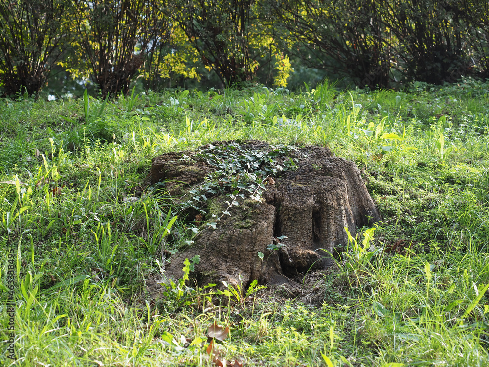 Obraz premium ivy covered tree stump