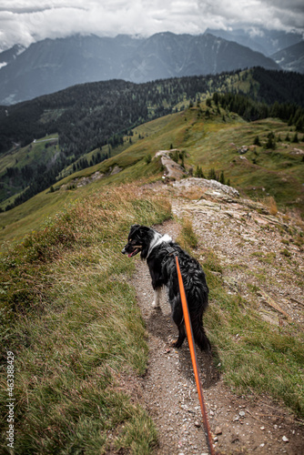 Photography Alpine dog