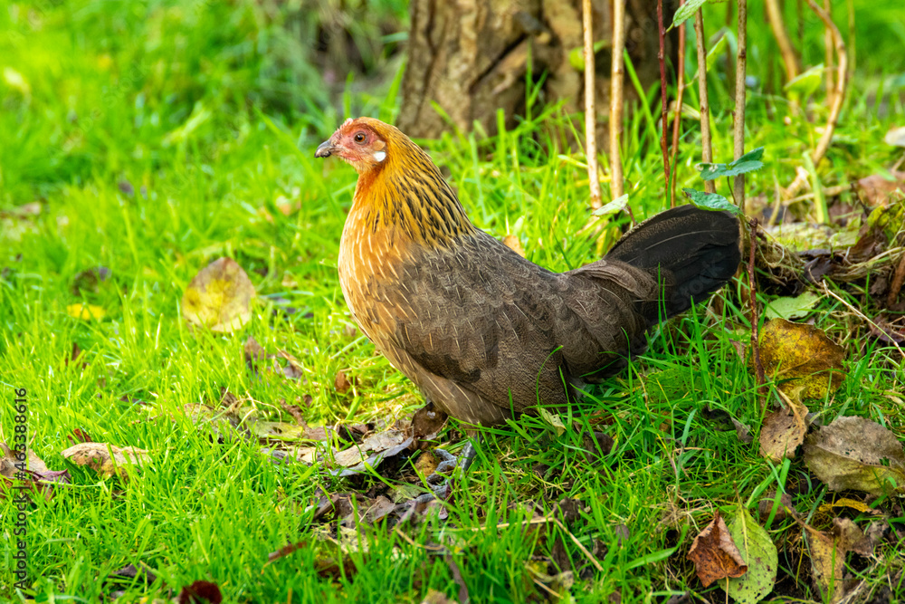 Fototapeta premium chicken