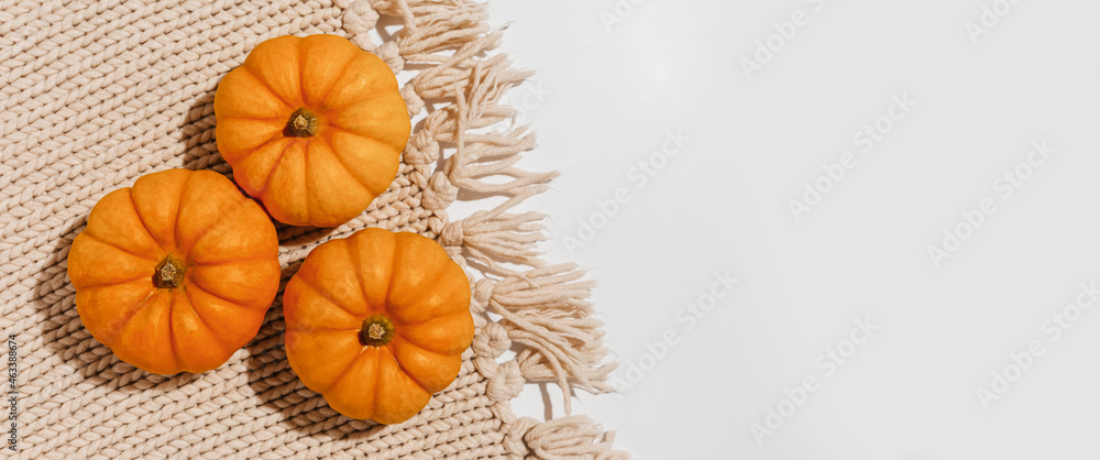 Fresh ripe orange pumpkins on white background. Space for text mockup Halloween concept