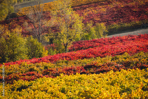 Vineyards and autumn landscape, rolling hills and fall colors