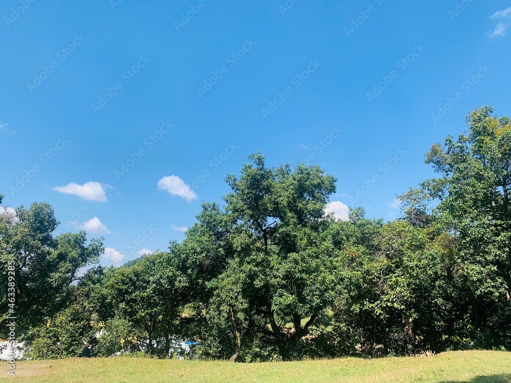 Fototapeta premium tree in the field with beautiful view