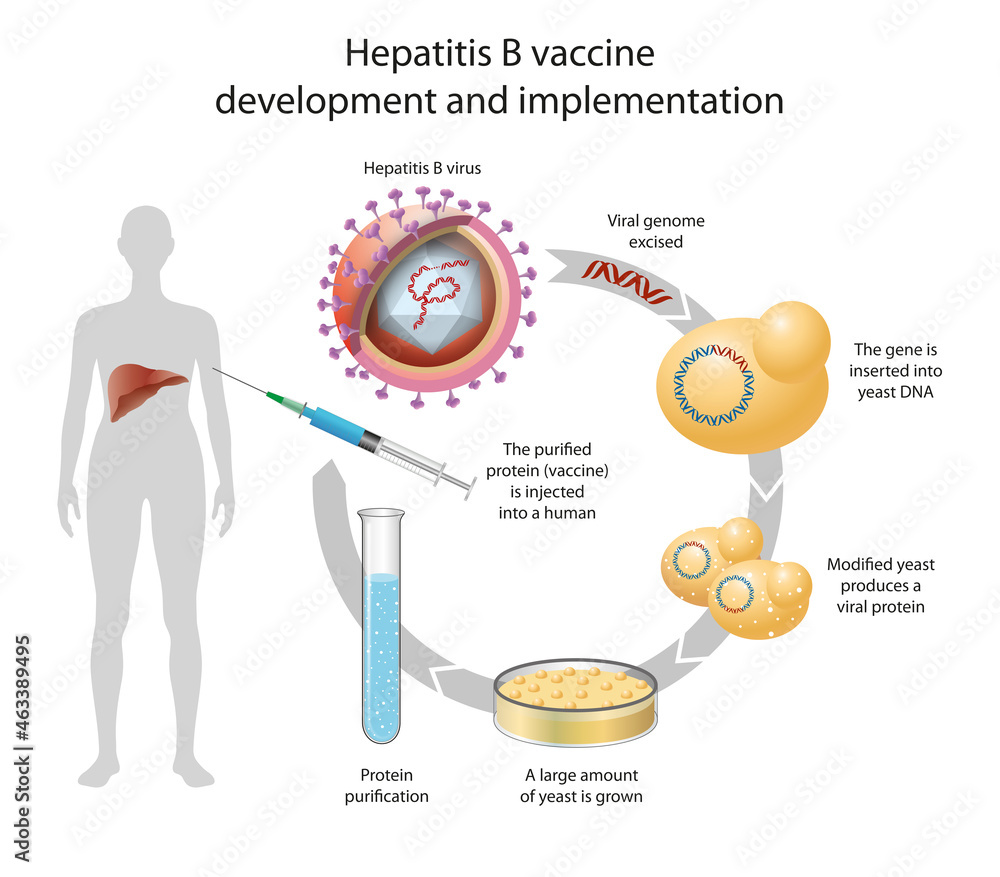 Hepatitis B vaccine development and implementation Stock Illustration Adobe Stock