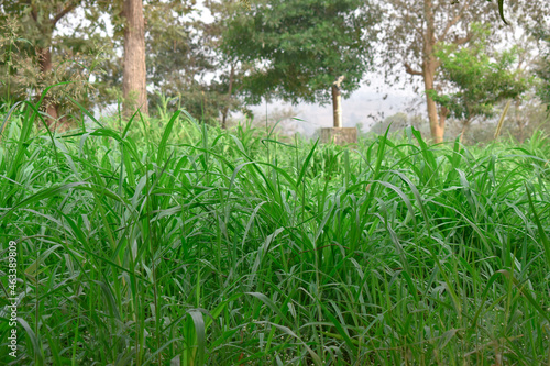 Seed Sorghum Sudan Grass for Cow And Goat