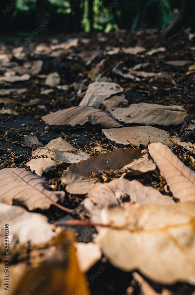 Obraz premium fallen autumn leaves