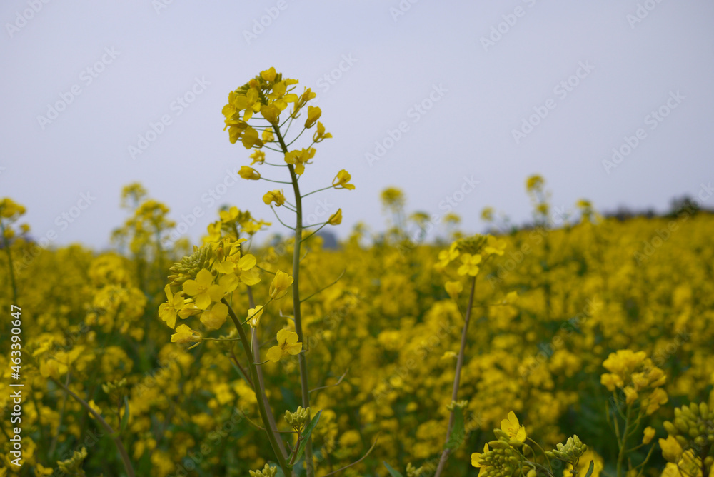 rape flower in jeju island