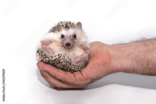An African beautiful hedgehog sits comfortably in a man's hand as in a chair or throne on a white background