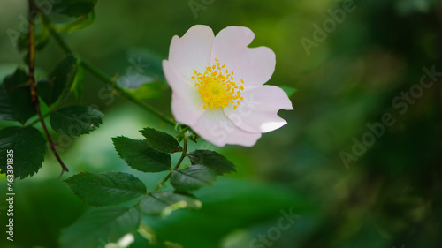 beautiful rosehip flower close up. Rosehip, Rosa canina light pink flowers bloom on the branches, beautiful wild shrub. Rosa woodsii, a variety of rose hips known as woods or indoor rose. text