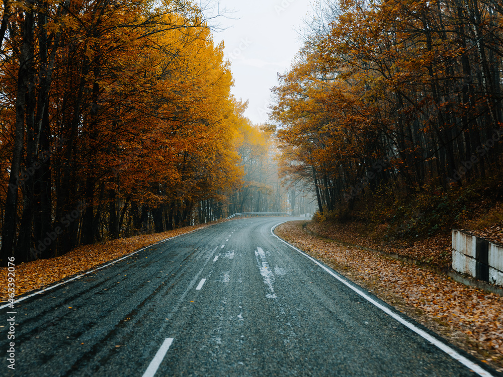 road forest autumn trees travel landscape