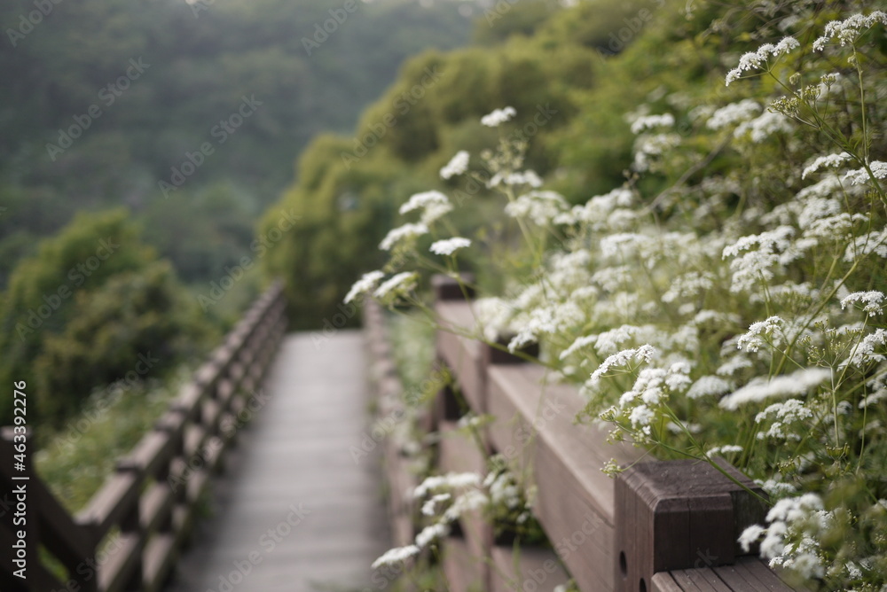 Fototapeta premium flower in jeju island park