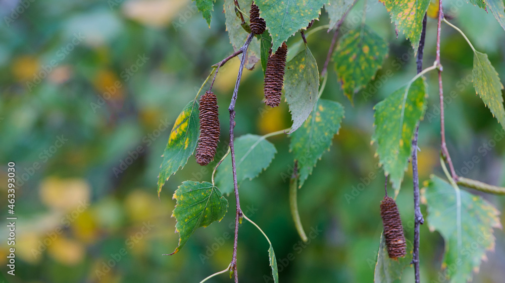 Naklejka premium autumn background birch branches with leaves. Yellow leaves on a birch branch. Autumn rainy weather. autumn season, birch in the forest or in the park, close-up. birch buds with green leaves