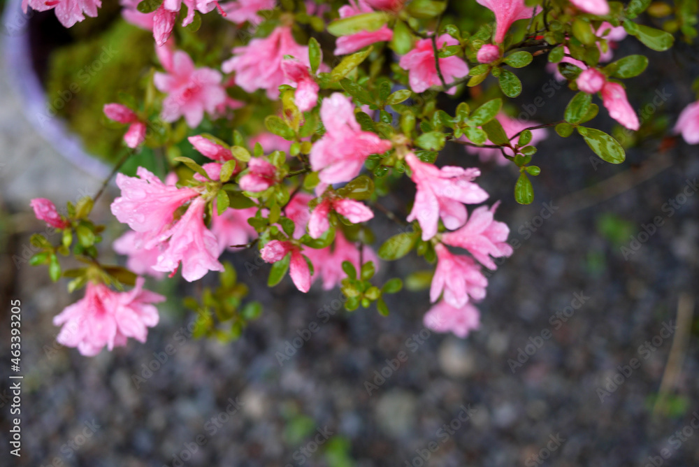 Naklejka premium flower in garden