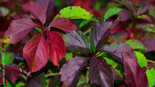 Konstfotografi Parthenocissus