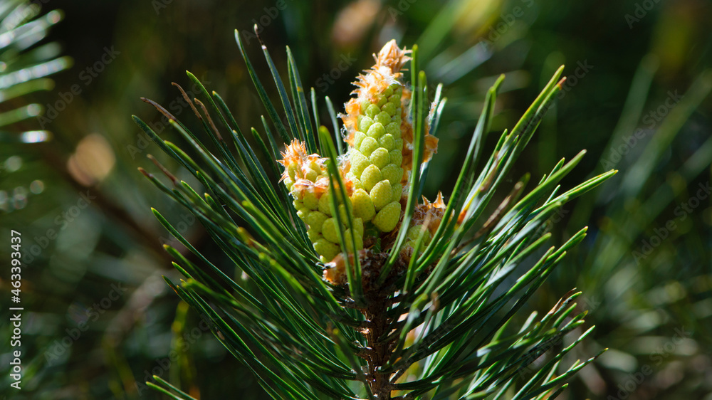 pinus resinosa. young tender cones on a pine branch in the forest. Closeup of Red Pine, Pinus resinosa, Male Pollen Cone, Pinecone, in Early Spring. natural background, medicinal, fragrant needles pinus resinosa. young tender cones on a pine branch in the forest. Closeup of Red Pine, Pinus resinosa, Male Pollen Cone, Pinecone, in Early Spring. natural background, medicinal, fragrant needles