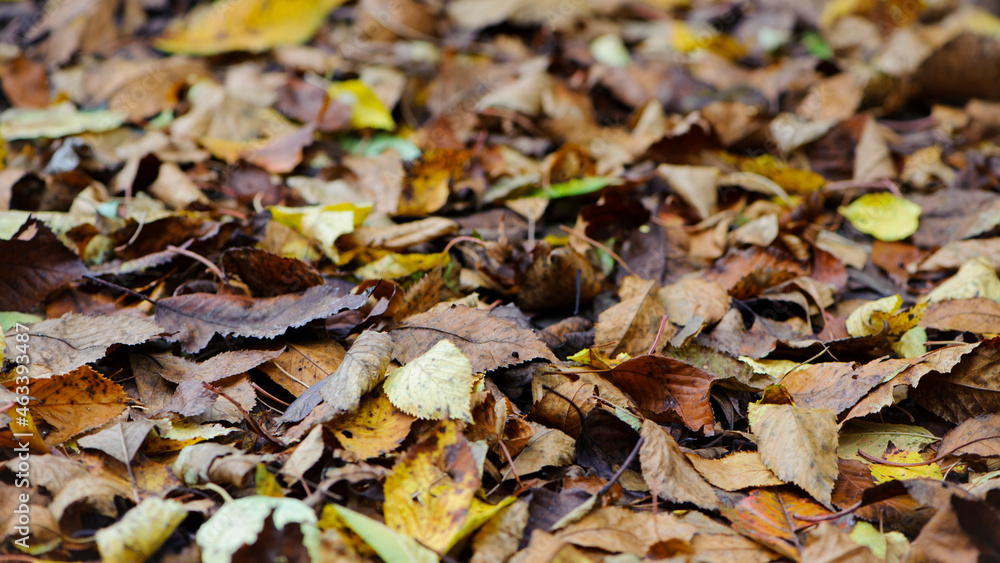 Dry leaves on the ground in a beautiful autumn forest. autumn background, fallen leaves in a forest or park. Grove. walk in the fresh air. selective soft focus. autumn colors, beautiful season