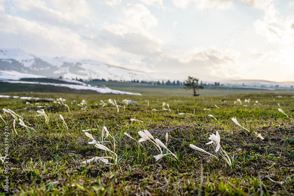 Obraz premium Crocus sativus, crocus alatavicus blooming in spring