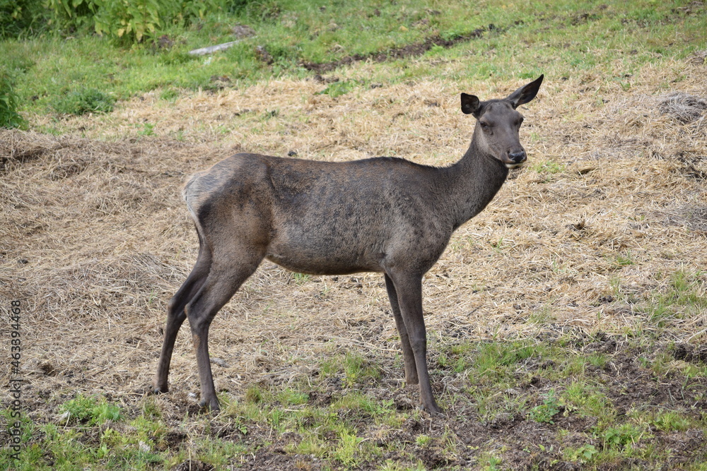 Naklejka premium Wildlife scene from spring nature