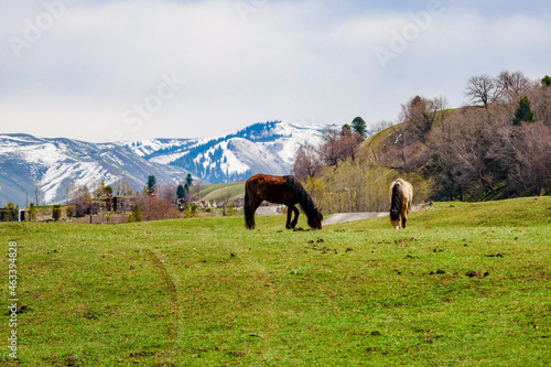Snow mountain grassland horse herd cattle herd