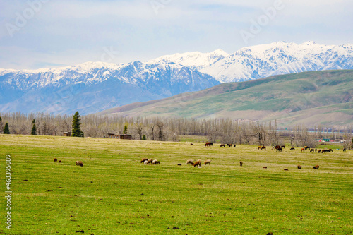 Green snow mountain grassland in spring, Cattle and sheep grazing