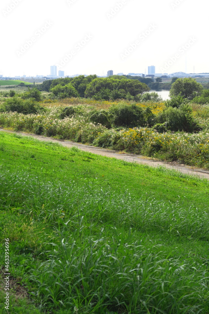 Obraz premium 秋の荻原と背高泡立ち草咲く江戸川河川敷風景