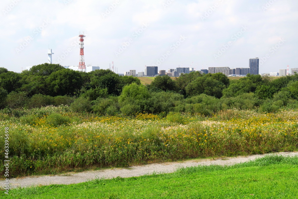 秋の荻原と背高泡立ち草咲く江戸川河川敷風景