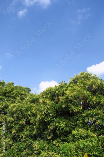 秋の青い実をつけたトウネズミモチの木と青空 © smtd3