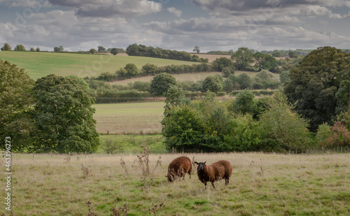 sheep in the meadow