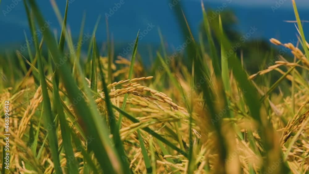 slow motion of paddy rice plants on agricultural garden Thailand in the wind, asian nature rice field slow motion of paddy rice plants on agricultural garden Thailand in the wind, asian nature rice field