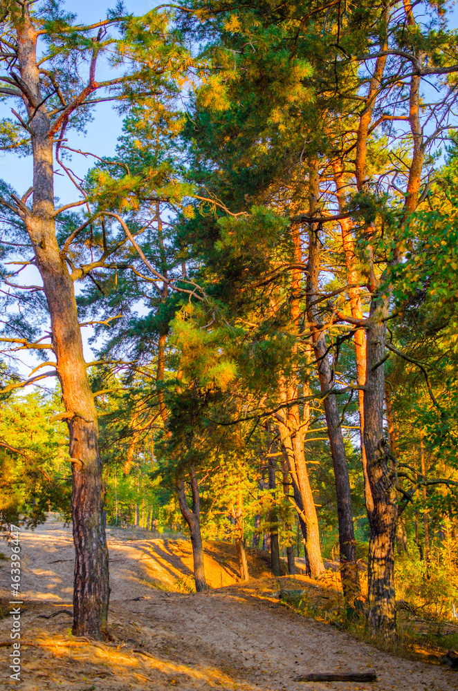Naklejka premium Early morning in the autumn pine forest
