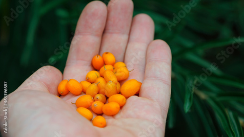 Hand holding ripe sea-buckthorn berries. Hippophae, orange colored berries in hand. branch with green leaves. vitamin C, useful sea buckthorn in medicine and cosmetology. berries for sea buckthorn oil