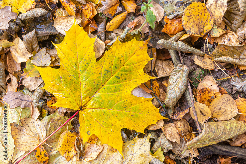Yellow maple leaf on fallen autumn foliage Yellow maple leaf on fallen autumn foliage