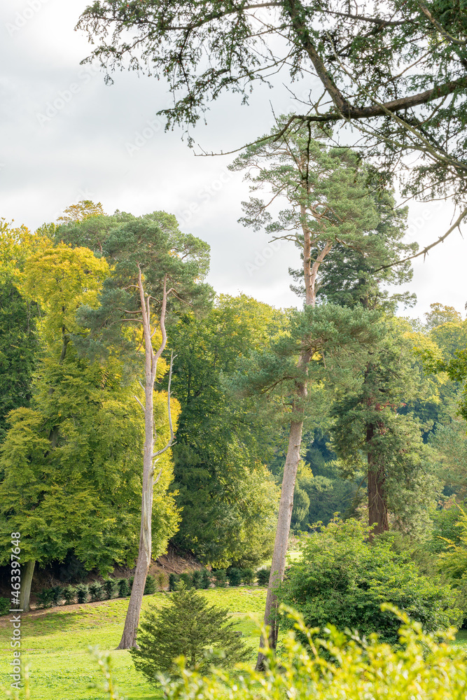 Fototapeta premium landscape views of trees woods and green grass expanses