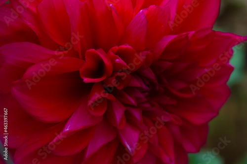 Blooming magenta flower high contrast. Dahlia pinnata. Garden flower close up very strong color. © Aleksa